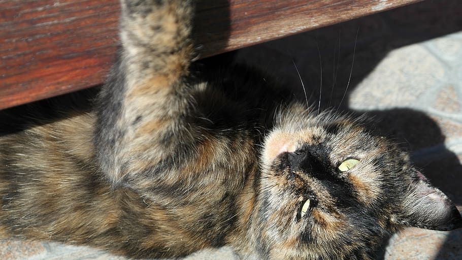Cat, Close, Profile, Mammal, Chill Out, domestic cat, kitten HD wallpaper