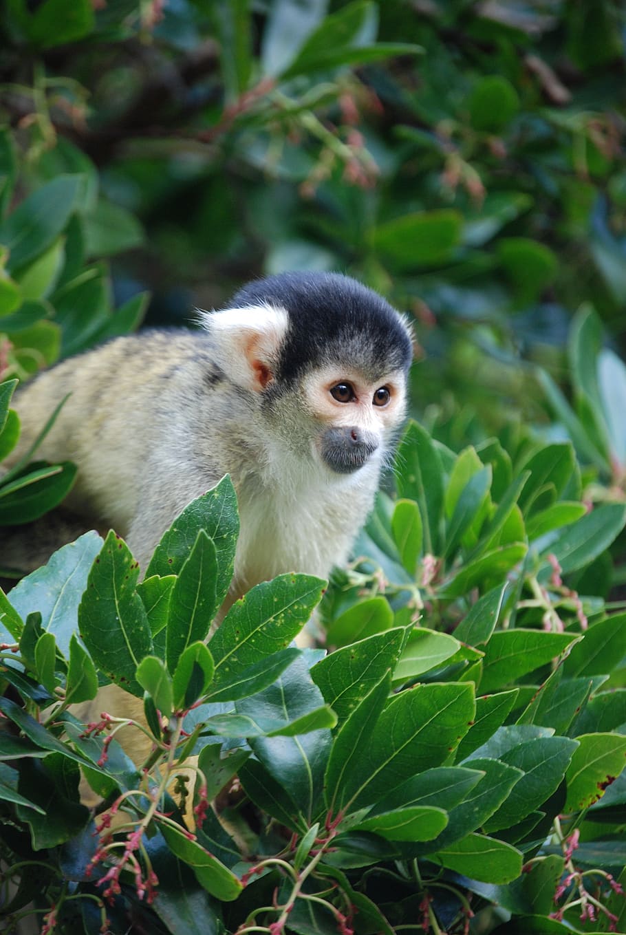 squirrel monkey, saimiri, eyes, tree, animal, mammal, plant part