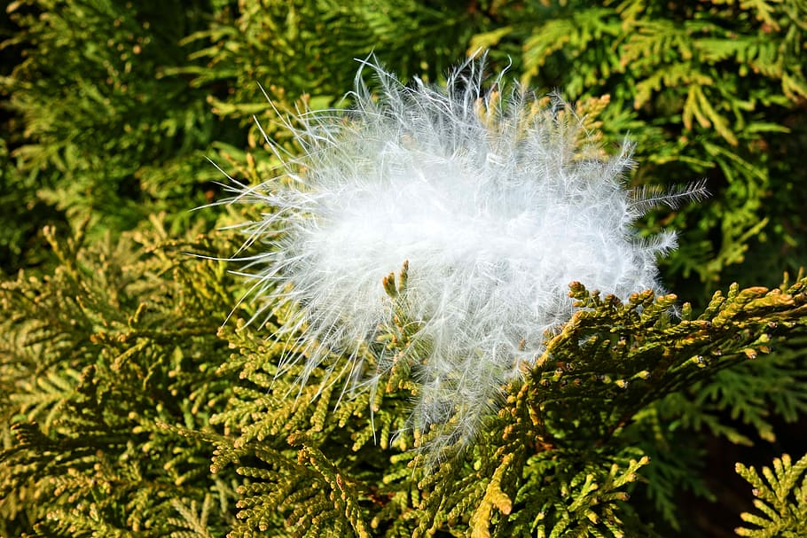 down, feather, down feather, fuzz, fluff, floss, plumage, bird HD wallpaper