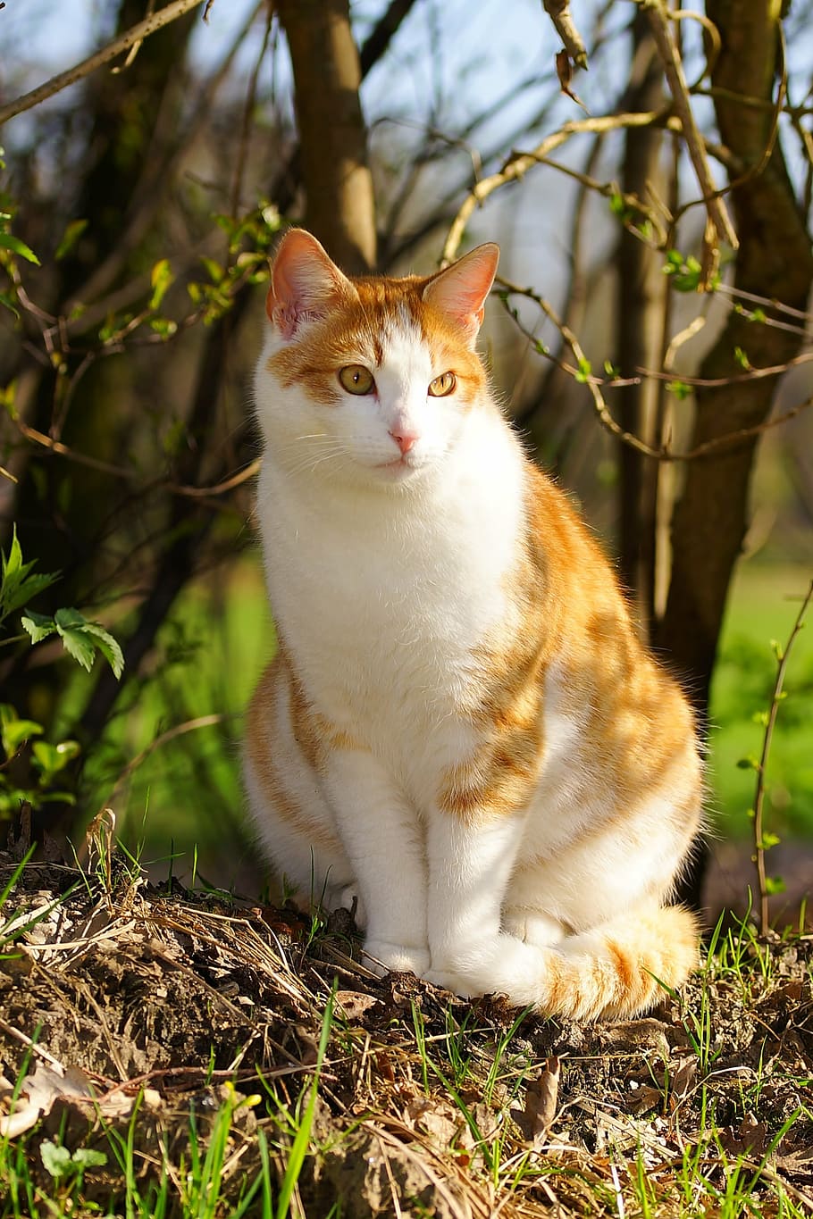 orange tabby cat on ground, female, spring, cat face, sweet, domestic cat, HD wallpaper