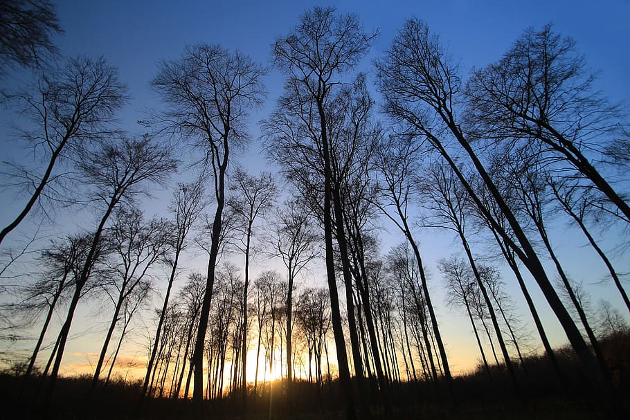 low angle photography of silhouette of leafless trees, forest HD wallpaper