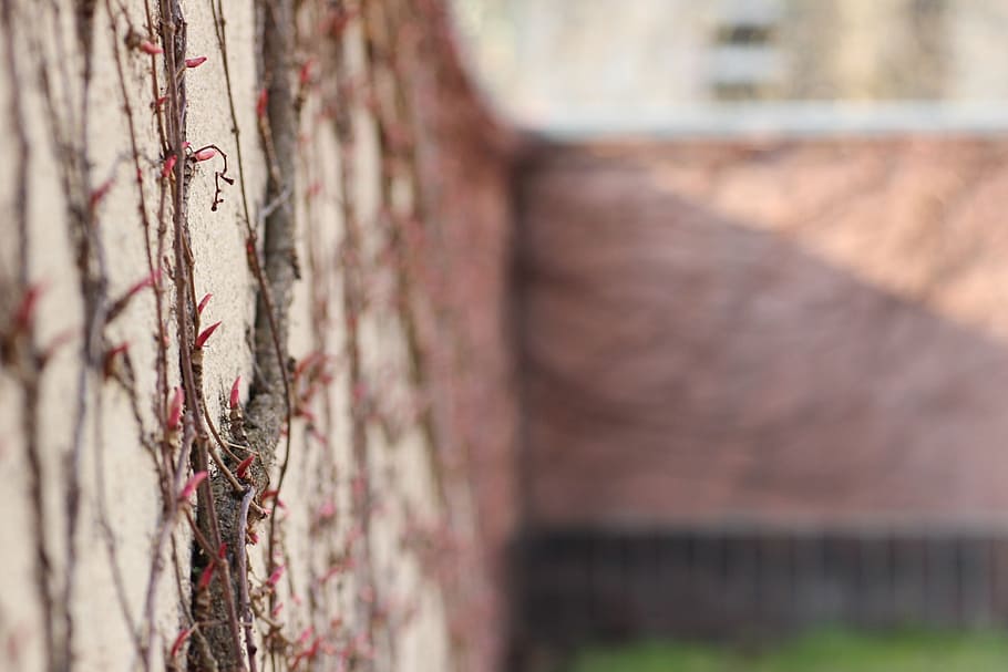wall, climber, scrub, blossom, bloom, tree, plant, selective focus HD wallpaper