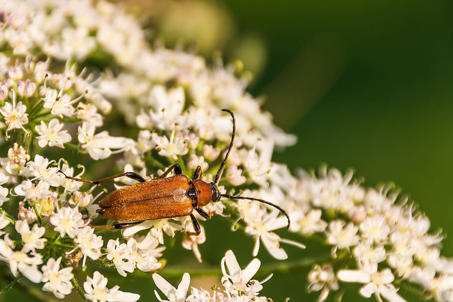 Red Neck, Bock, Beetle, Insect, Close, red neck bock, stictoleptura rubra HD wallpaper