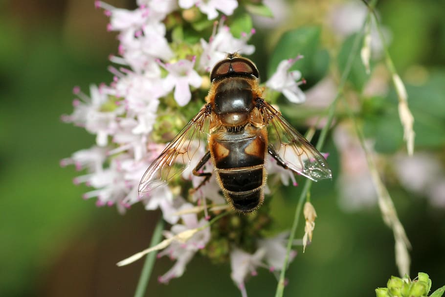 bee, flower, pollination, blossom, bloom, macro, nature, plant HD wallpaper