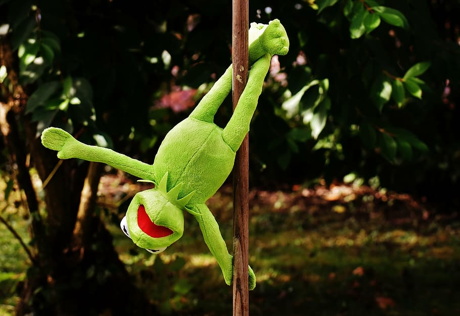 pole dance, kermit, funny, soft toy, animal, toys, stuffed animal HD wallpaper
