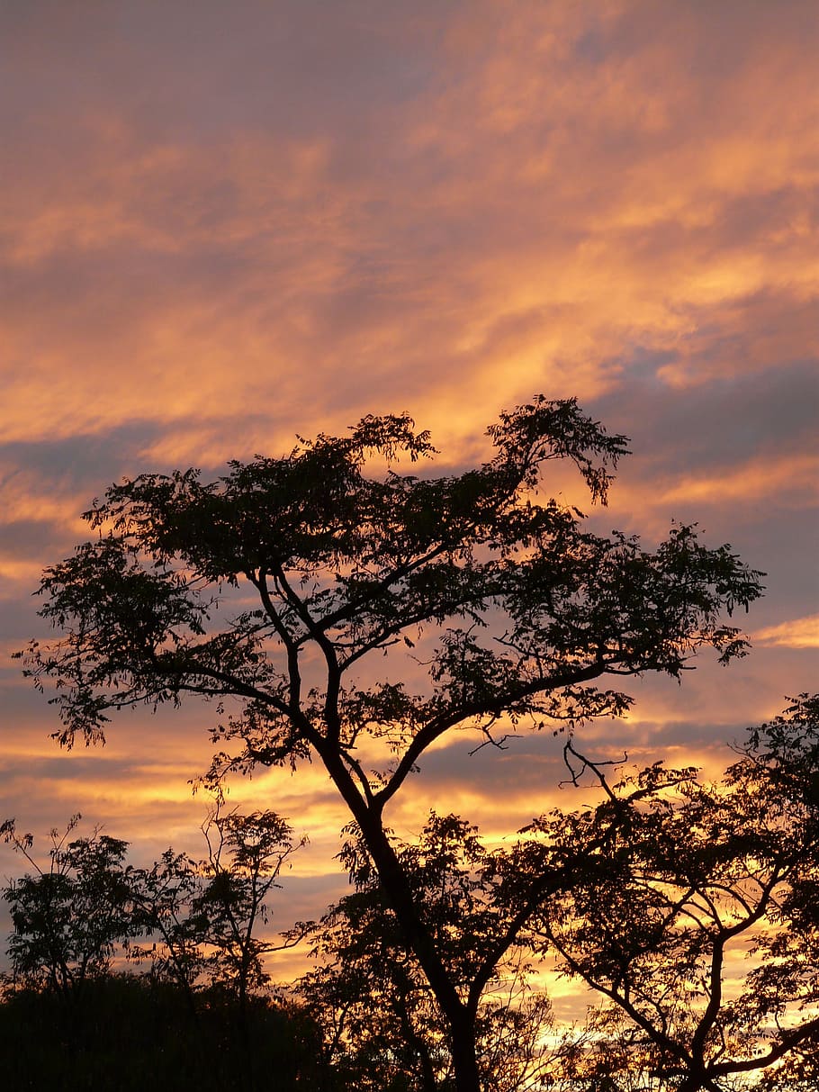 sunset, clouds, sky, caribbean, acacia, cloud - sky, tree, beauty in nature HD wallpaper