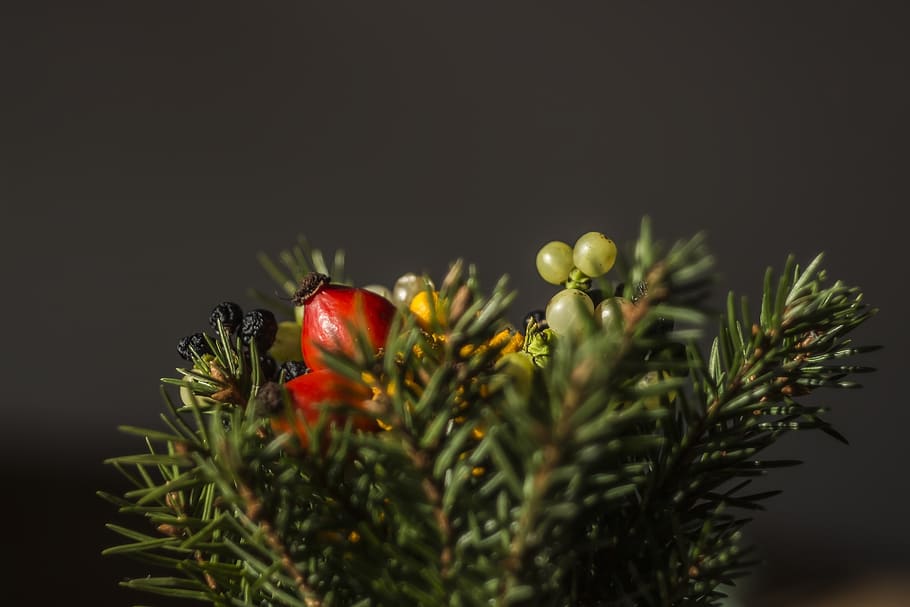 tree, plant, red, fruit, display, artificial, selective focus HD wallpaper