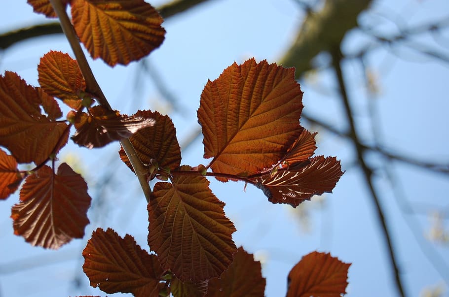Leaves, Deciduous Tree, Branches, sky, tribe, red, leaf, nature HD wallpaper