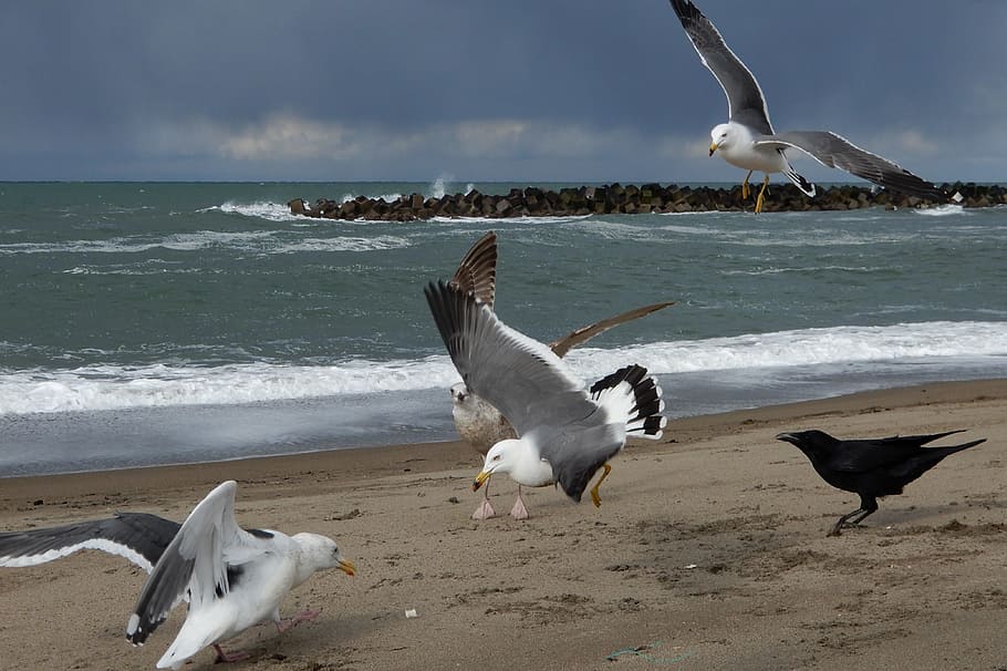 Animal, Sea, Beach, Wave, Sea Gull, seagull, seabird, wild animal HD wallpaper