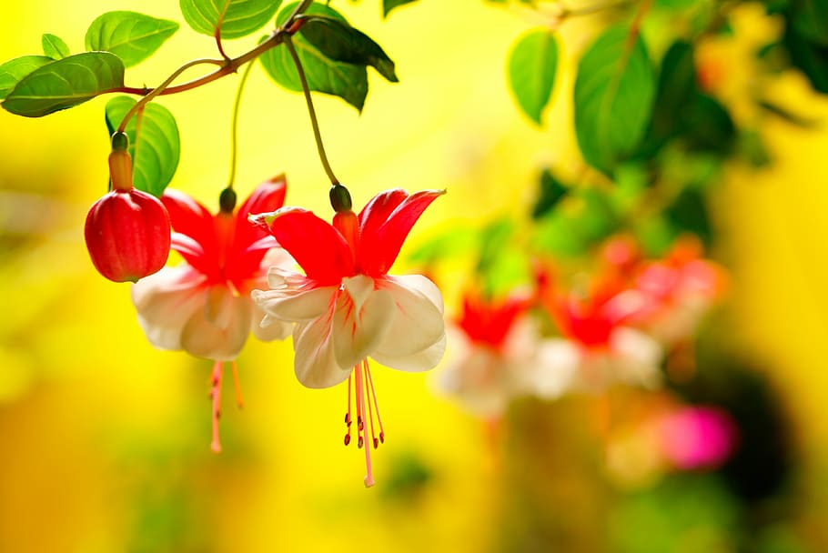 nature, leaf, flora, garden, flower, summer, color, floral HD wallpaper