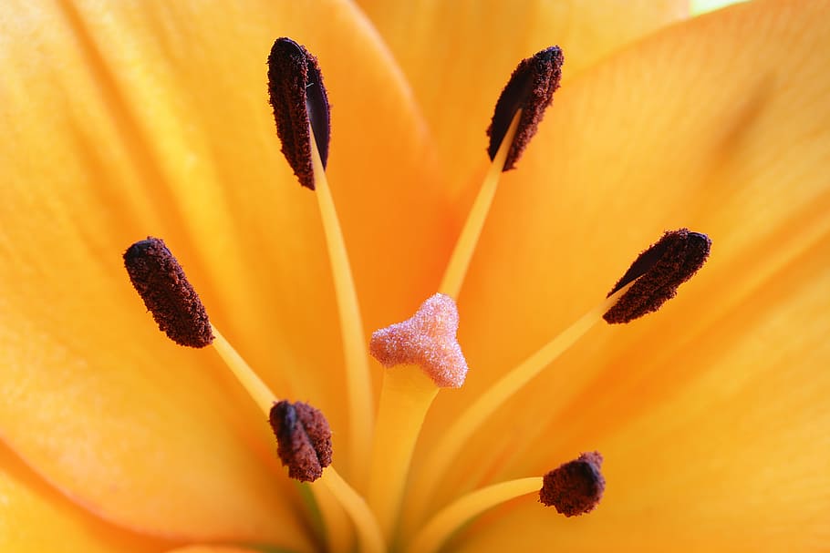 close, flower, yellow, close up, petal, stamen, bright, macro HD wallpaper