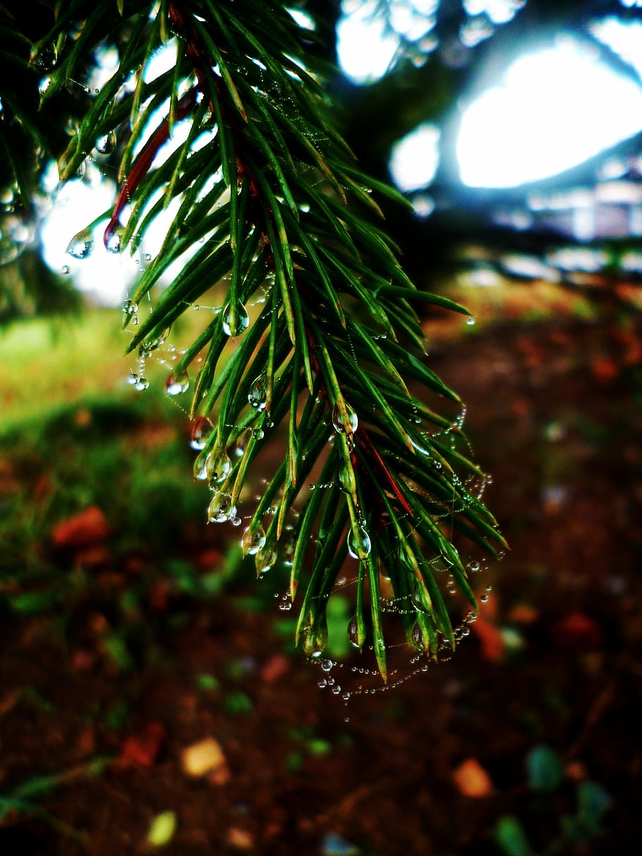 needles, drops, web, twig, water-drop, dew, tree, raindrop HD wallpaper