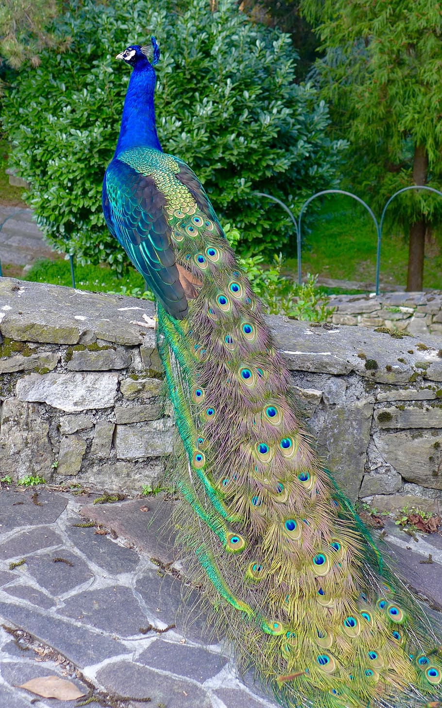 peafowl on gran concrete bench near plant, animals, bird, peacock