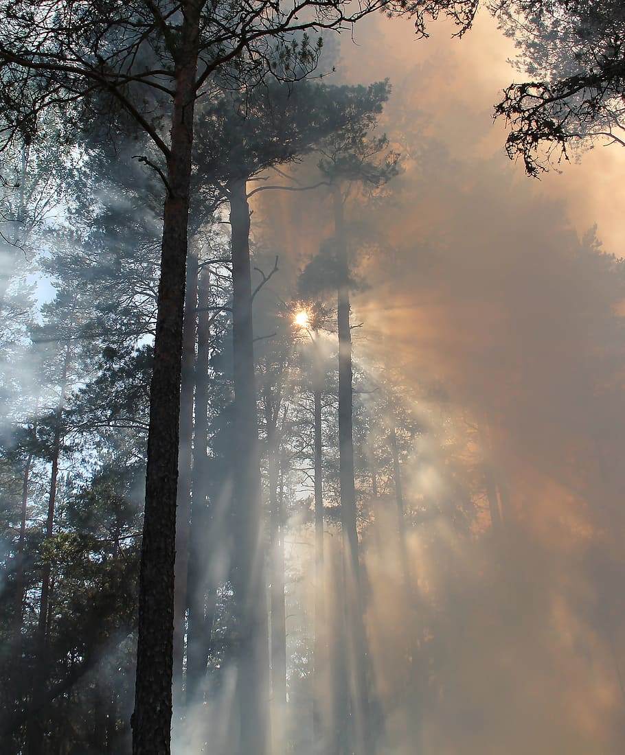 trees surrounded by fogs, forest fire, burning, conservation HD wallpaper