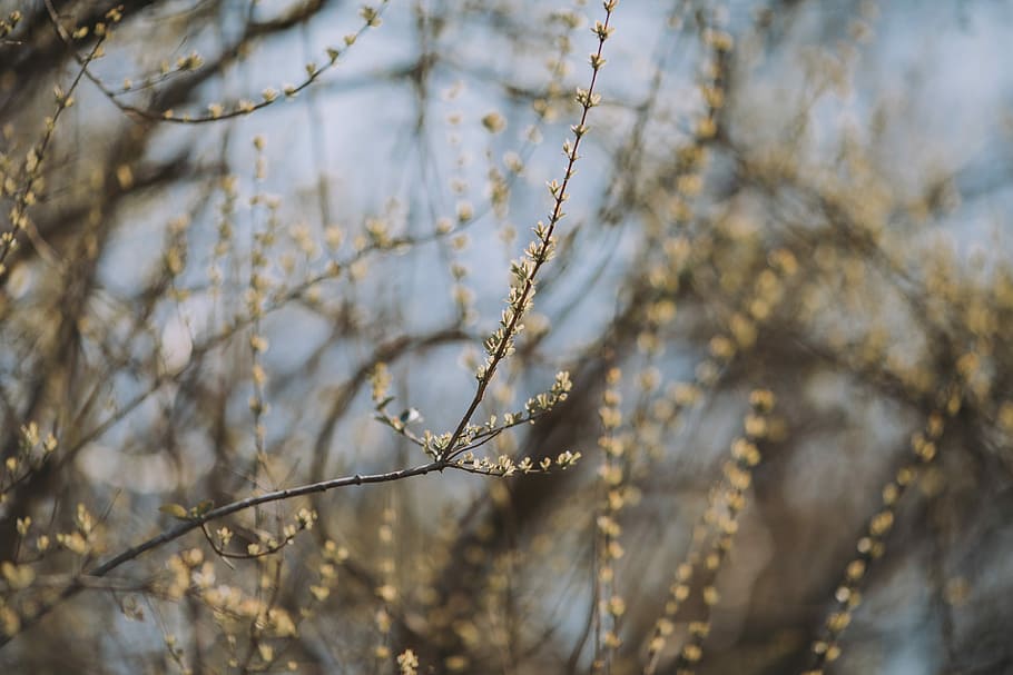 white flowers, close-up photography of tree branch, plant, spring time HD wallpaper