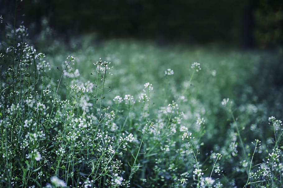 white petaled flower selective focus photo, flowers, green HD wallpaper