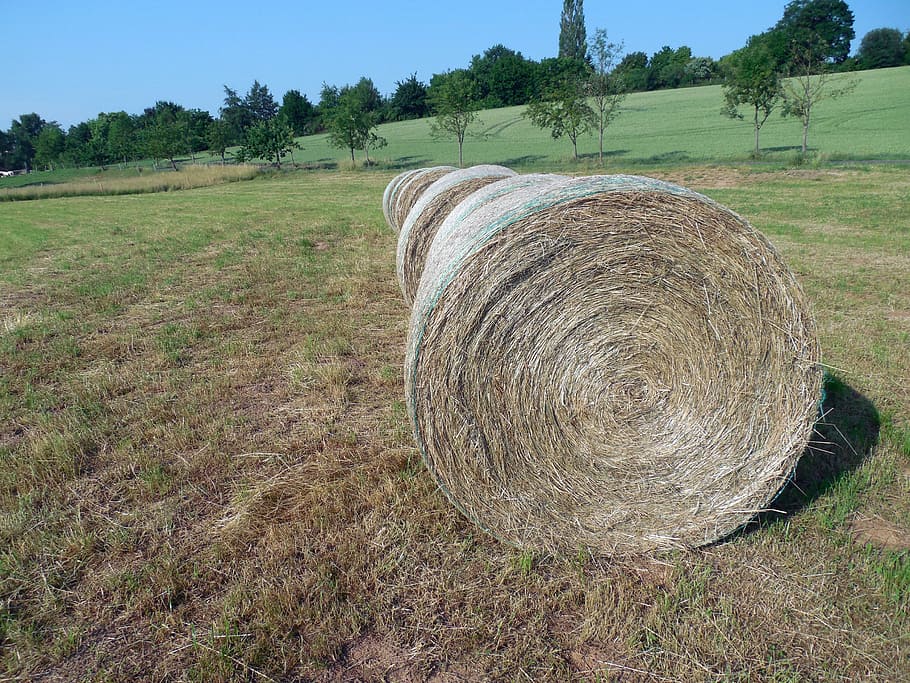 straw, straw bales, round bales, stubble, summer, agriculture, HD wallpaper