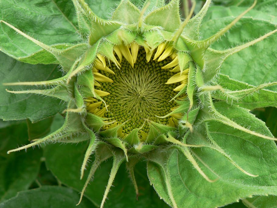 sunflower, mandala, green, yellow, plant, leaf, plant part