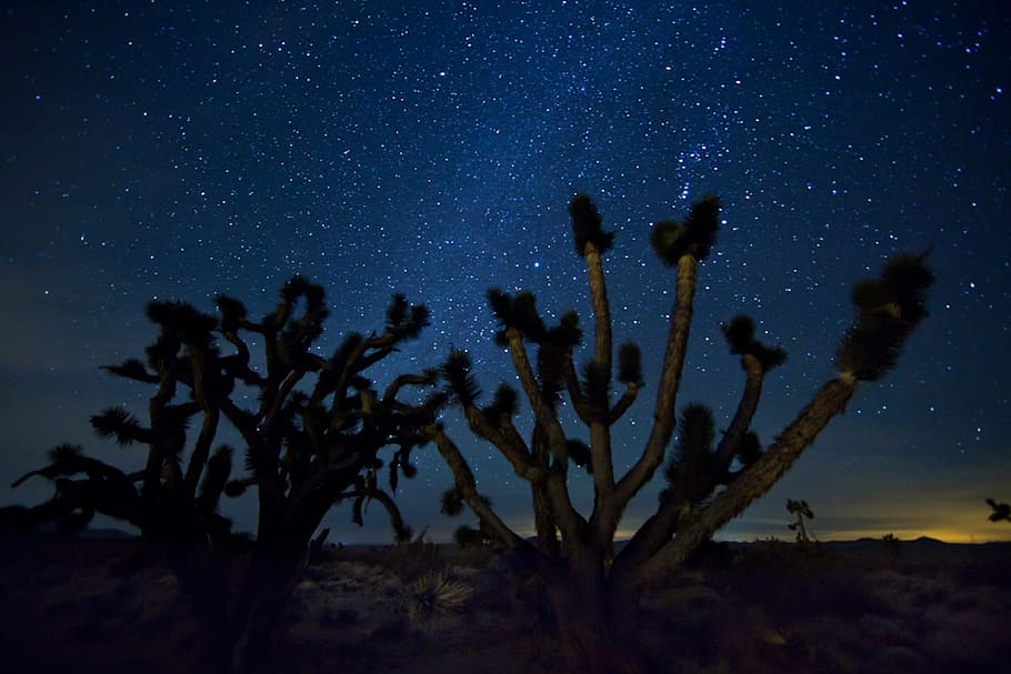 stars at night, milky way, sky, landscape, desert, cactus, mountains, HD wallpaper