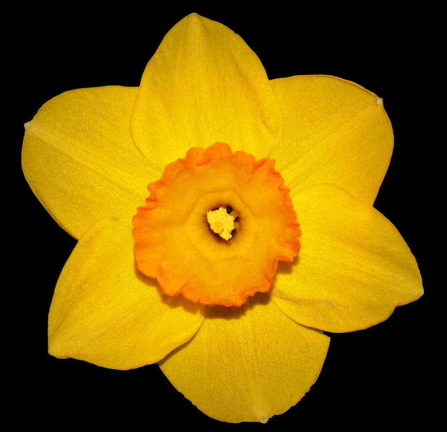 flower, narcis, spring, yellow, easter flower, flowering plant HD wallpaper