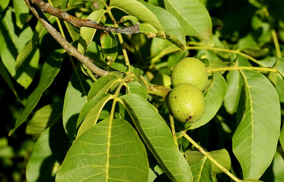 walnut, organic, almonds, green, tincture, healthy, raw, leaf HD wallpaper