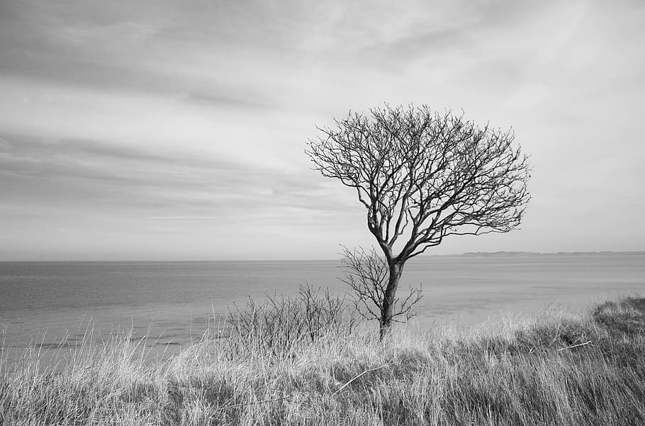 tree surrounded by grass grayscale photo, ocean, wind, sea HD wallpaper