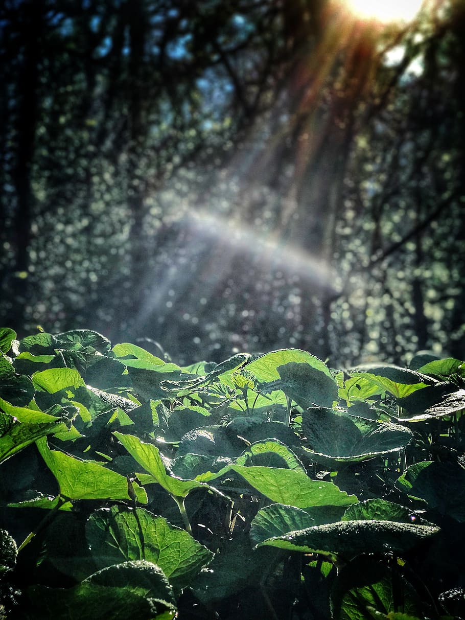 sunlight, forest, nature, landscape, sunny, tree, summer, bright HD wallpaper