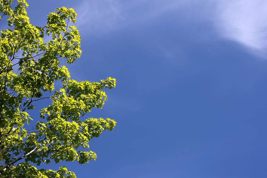 clouds, nature, sky, trees, blue, growth, beauty in nature HD wallpaper