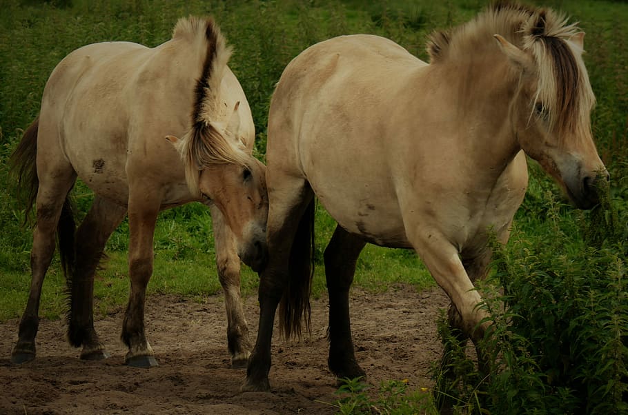 horses, paddock, coupling, pasture, animal, stallion, play HD wallpaper