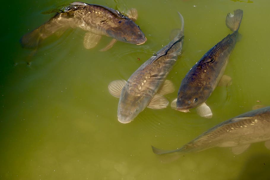 pond, fish, carp, scale, swim, watch, animal, nature, food HD wallpaper
