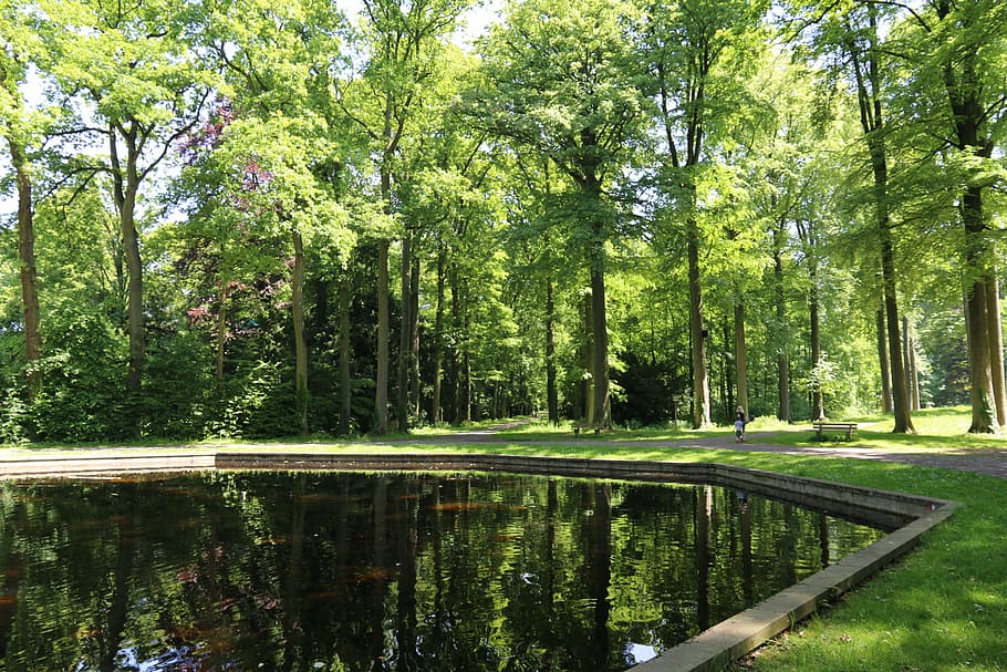 nature, forest, spring, pond, tree, plant, reflection, water HD wallpaper