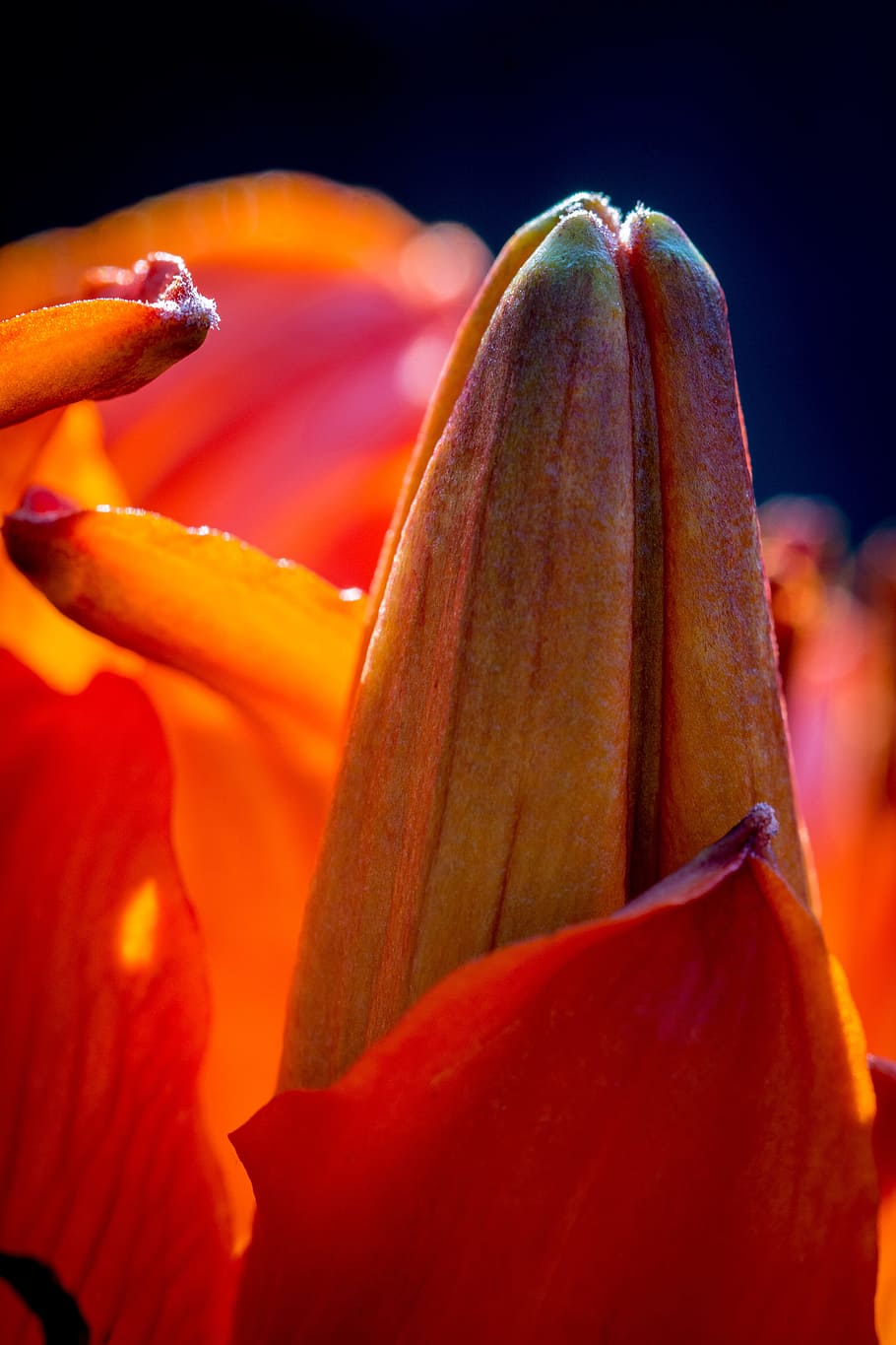 fire-lily, lilium bulbiferum, bud, flower bud, flower bracts, HD wallpaper
