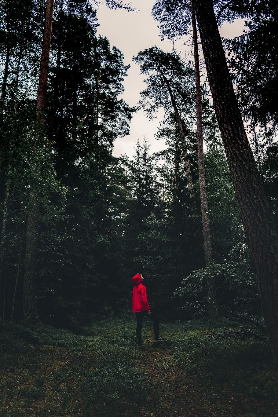 man in red hoodie standing on tree area while looking up, man wearing red hooded jacket staring at tall tree, HD wallpaper