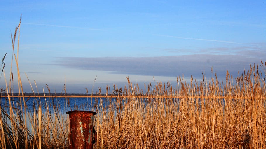 bodden, winter, water, reed, sky, sun, abendstimmung, barther bodden HD wallpaper