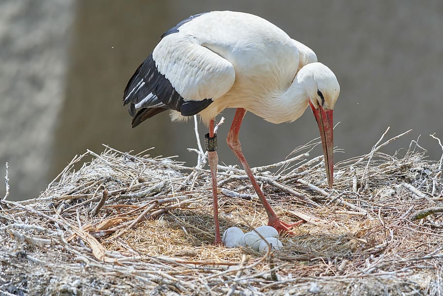 stork, nest, egg, scrim, animal world, bird, nature, bill, plumage