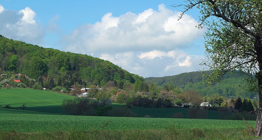 landscape, gardens, fields, forest, spring, growth, sunshine HD wallpaper