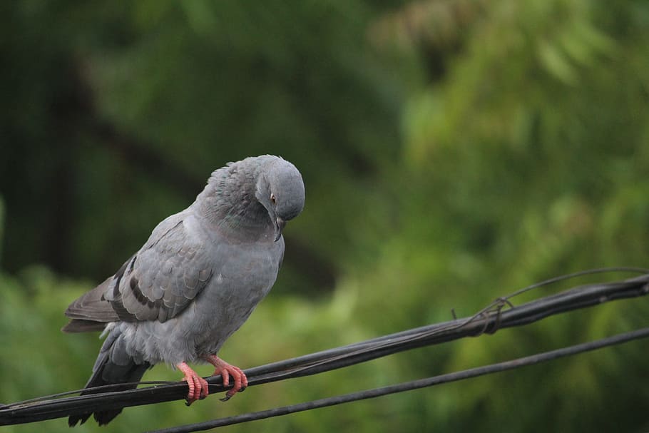 Pigeon, Wise, Bird, one animal, animal wildlife, animal themes HD wallpaper