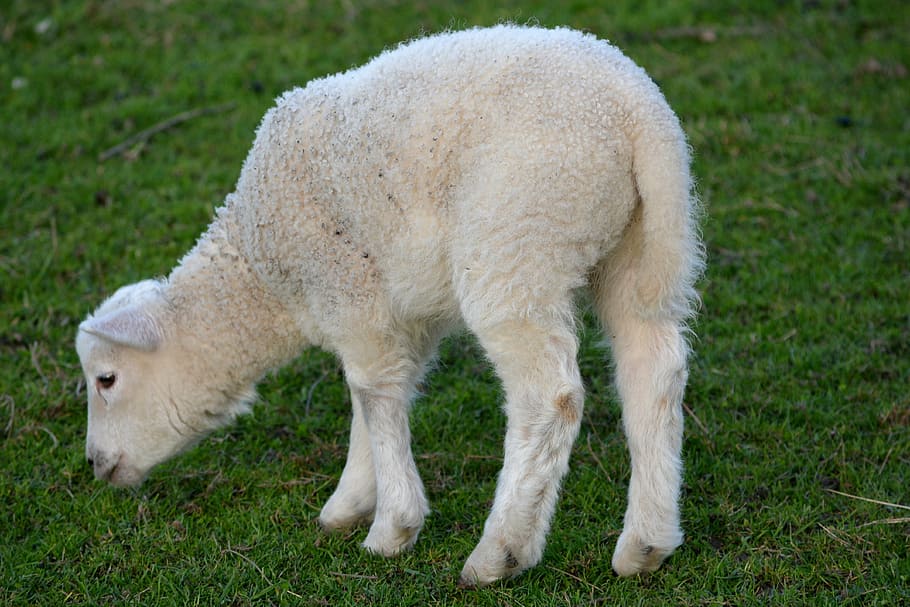 lamb, spring, nature, animal, sheep, farm, wool, agriculture HD wallpaper