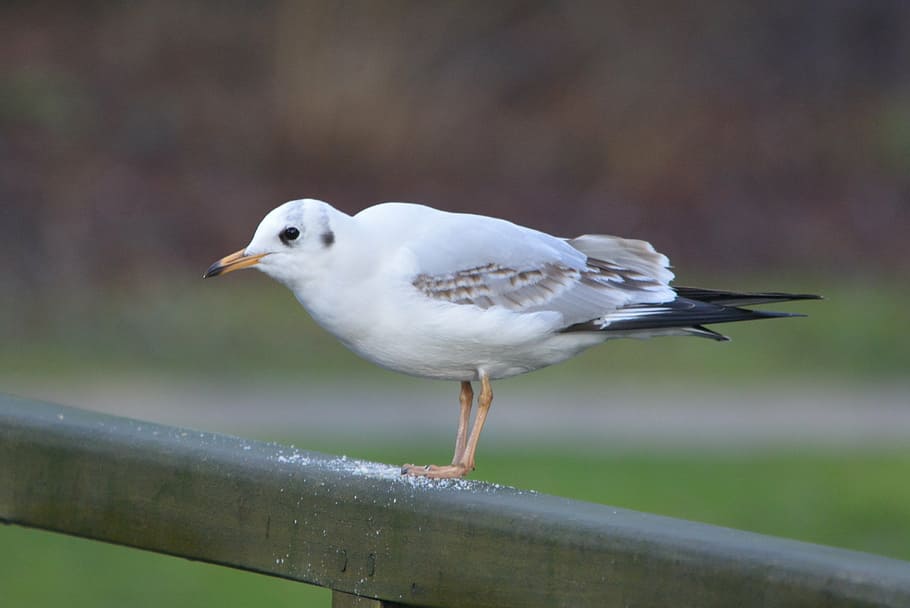 seagull, bird, nature, animal themes, animal wildlife, vertebrate HD wallpaper