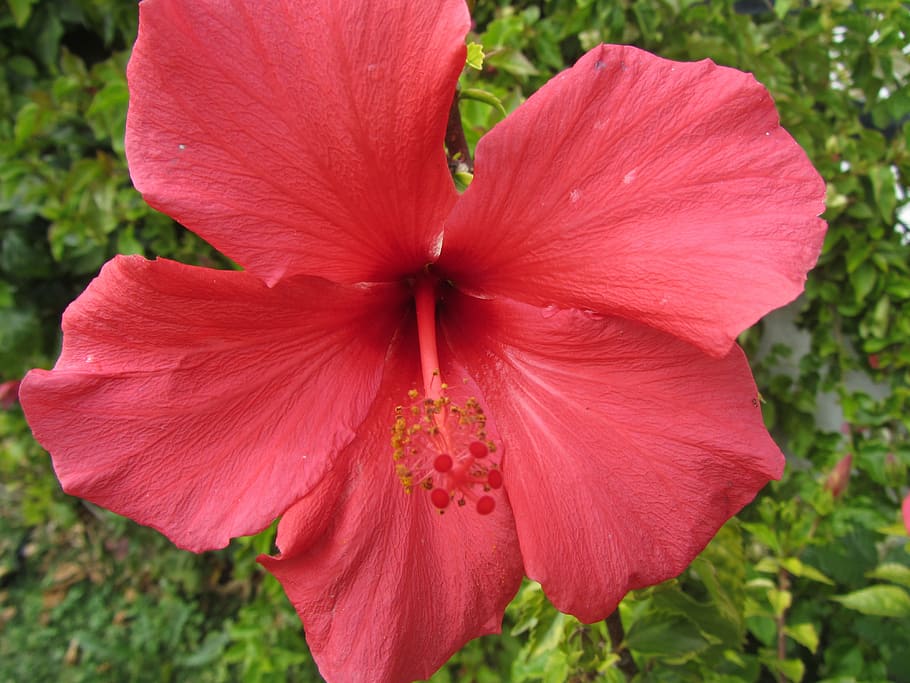 flowers, red, nature, flowering plant, petal, beauty in nature HD wallpaper