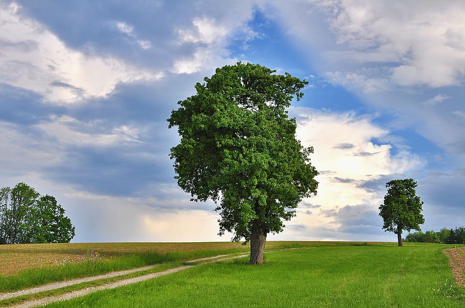 green leafed tree on grass field, nature, landscape, sky, clouds HD wallpaper