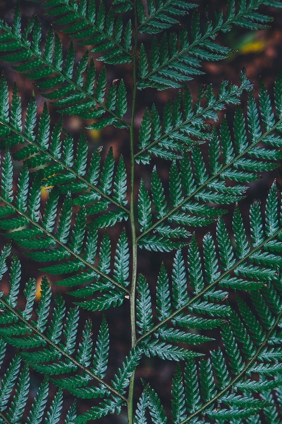 nature, plants, ferns, background, patterns, textures, growth HD wallpaper