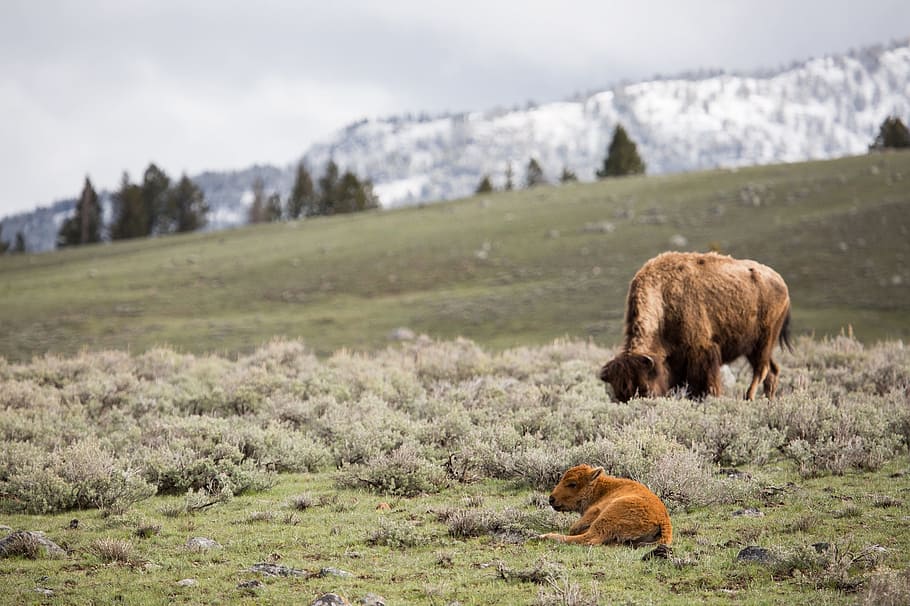 buffalo, cow, calf, bison, grazing, wildlife, nature, landscape HD wallpaper
