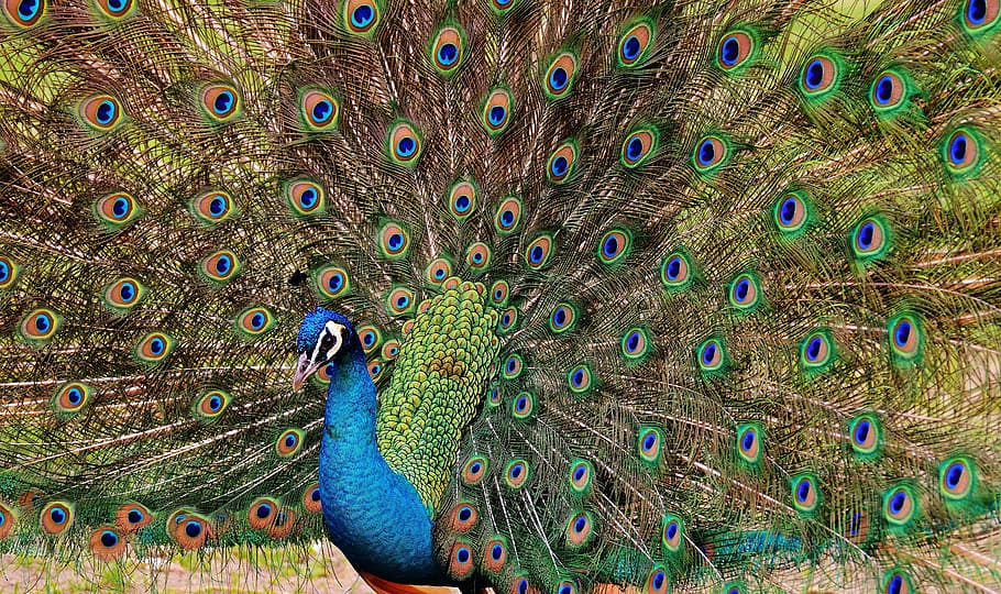 peafowl, peacock, bird, poultry, feather, bill, nature, pride HD wallpaper