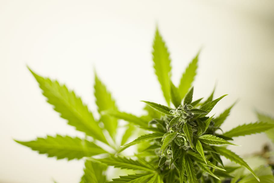 selective focus photo of green cannabis leaves, marijuana, hash, HD wallpaper