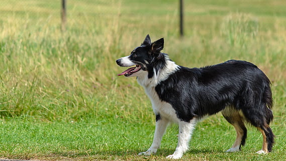 standing adult black and white border collie over green grass near posts HD wallpaper