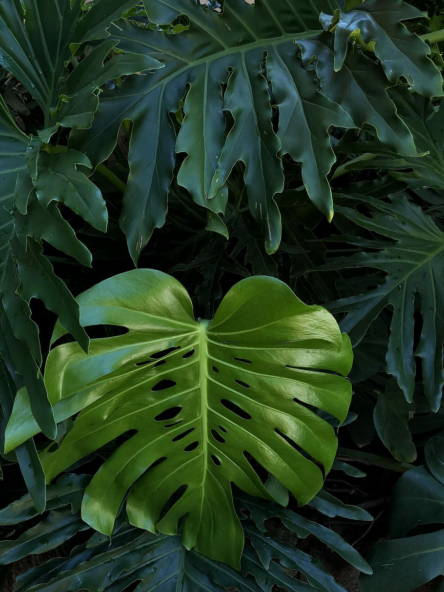 photography of green leafed plants at daytime, texture, leaves HD wallpaper