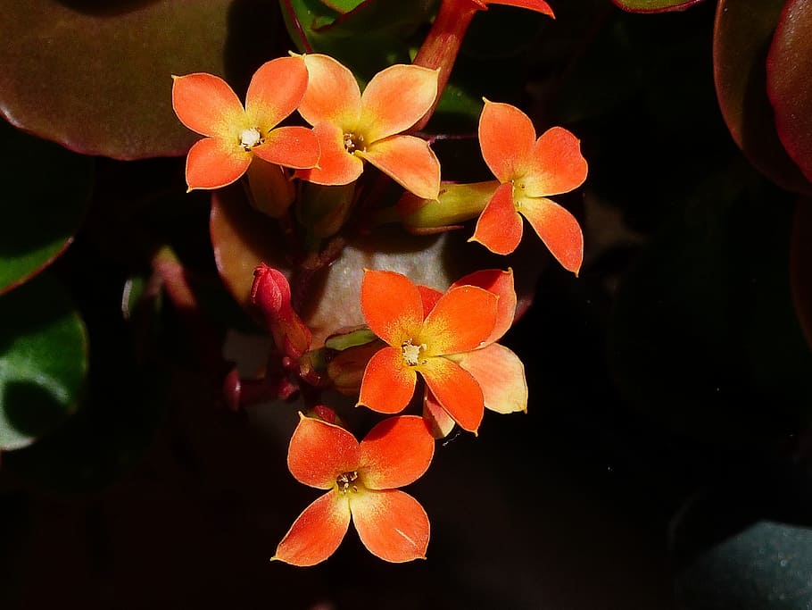 Orange, Flowers, Blossom, tiny, yellow, plant, nature, original HD wallpaper