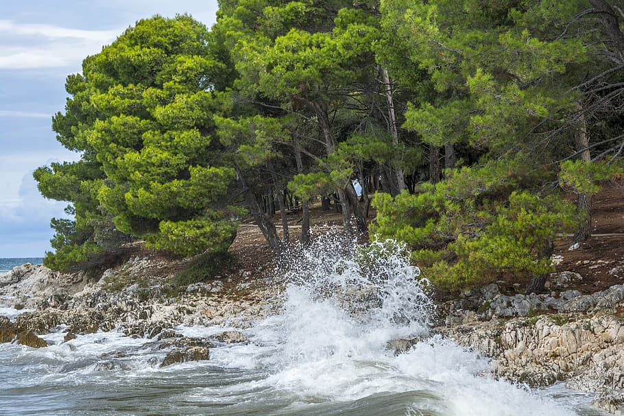 sea waves crashing on gray rocks near green trees, water, beach HD wallpaper