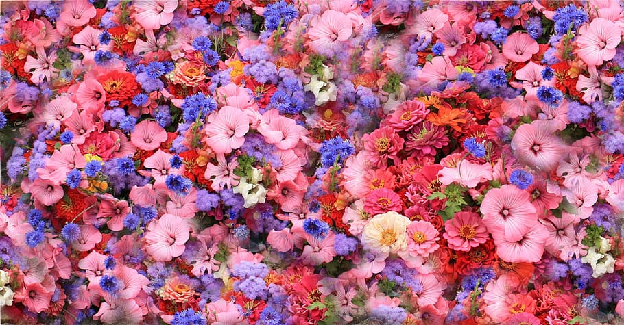 red, pink, and purple flowers, spring, park, bed, pansy, violet HD wallpaper